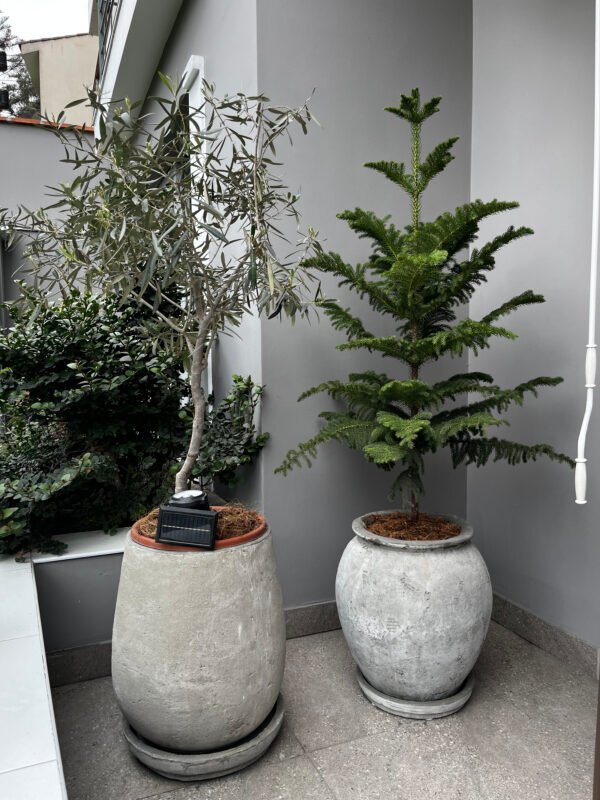 Maceta de concreto Grey + Planta Bugambilia | 1.40 m. - Imagen 6