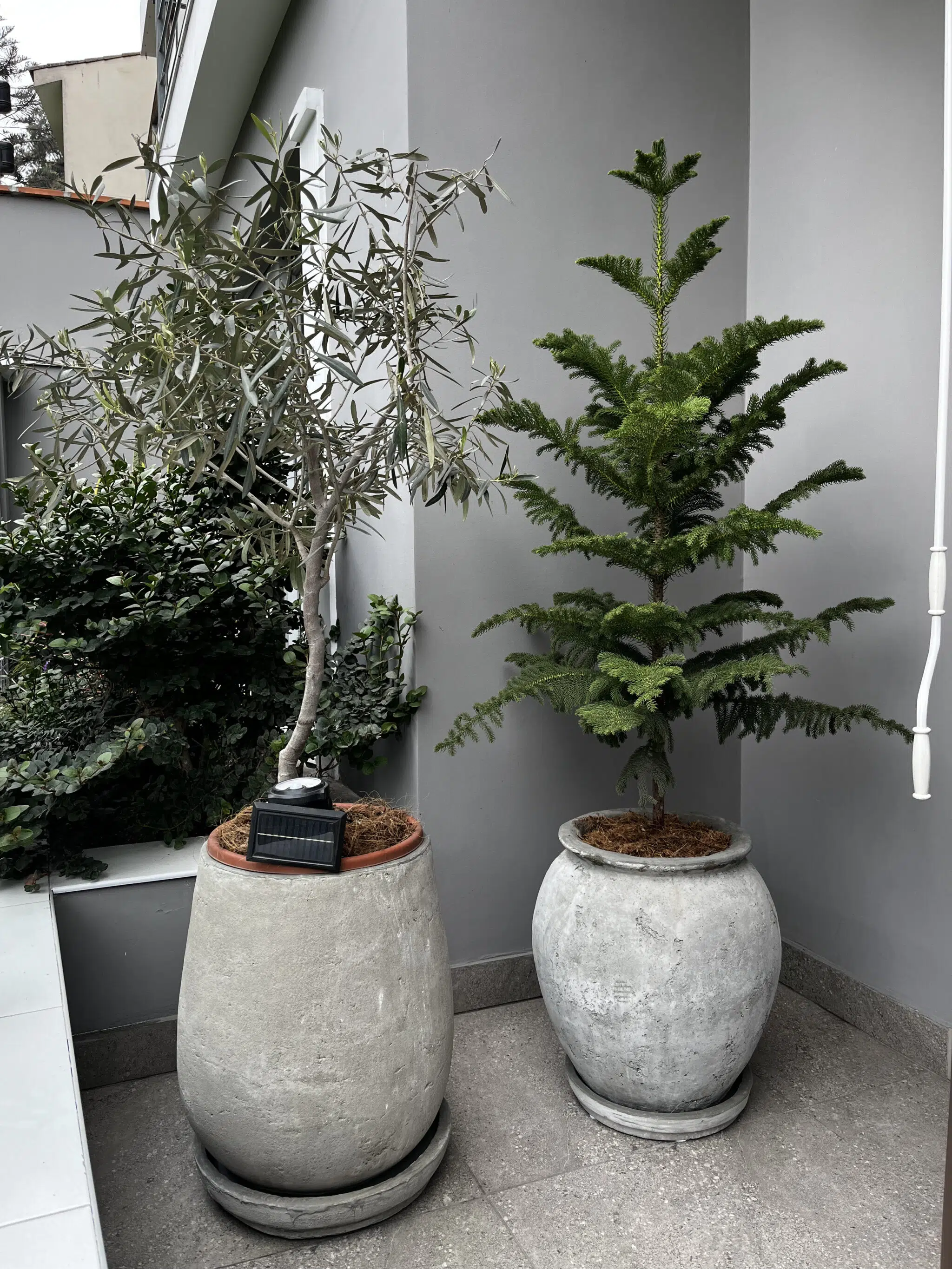 Maceta de concreto Grey + Planta Bugambilia | 1.40 m. - Imagen 6