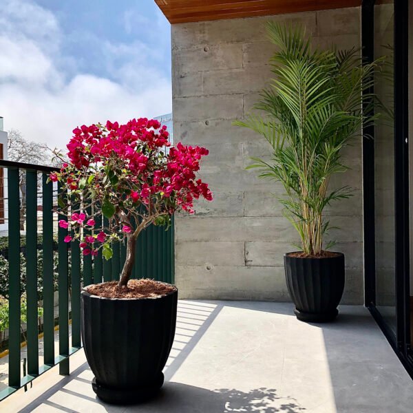 Maceta de concreto Calypso negra + Planta Strelitzia | 1.70 m. - Imagen 3