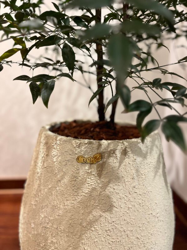 Maceta Gota texturizada beige + Planta Arbolito de la felicidad | 1.80 m. - Imagen 3