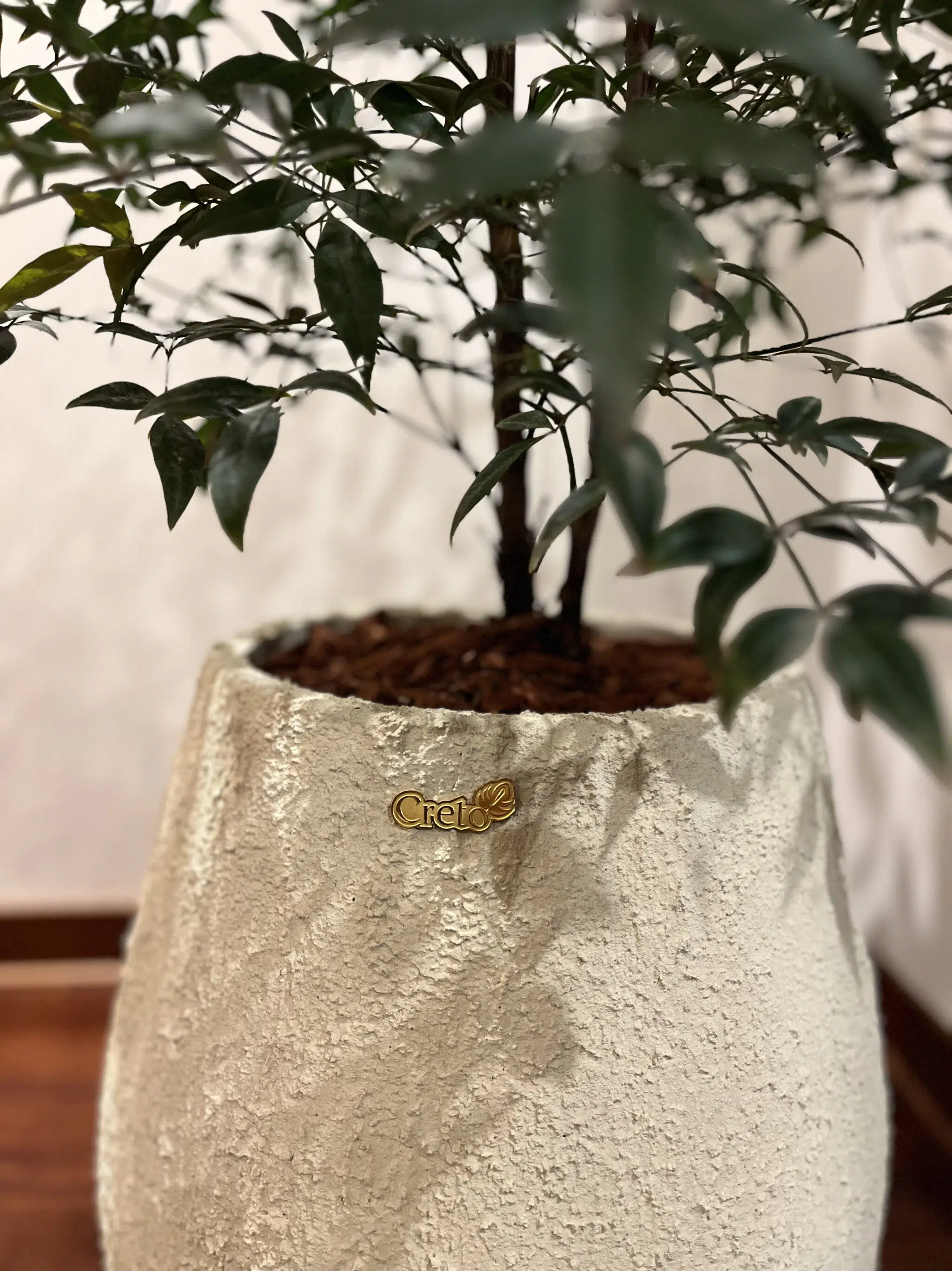 Maceta Gota texturizada beige + Planta Arbolito de la felicidad | 1.80 m. - Imagen 3