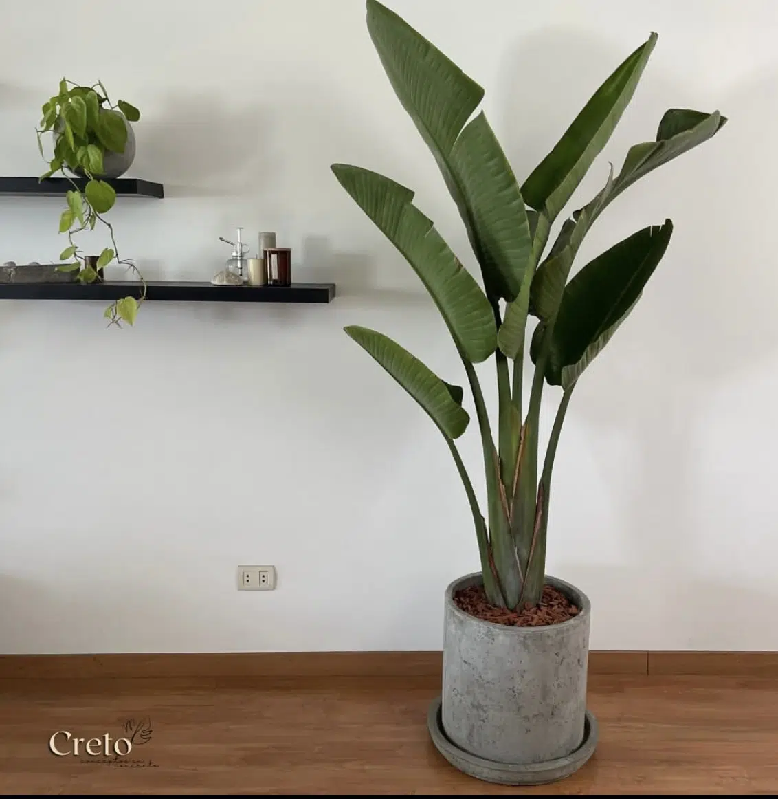 Maceta de concreto Cilindro + Planta Olivo | 2.10 m. - Imagen 3