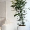 Maceta Gota texturizada beige + Planta Arbolito de la felicidad | 1.80 m.
