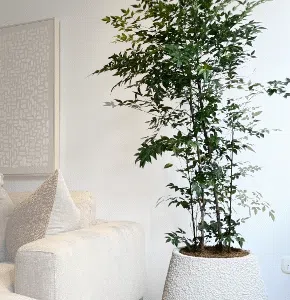 Maceta Gota texturizada beige + Planta Arbolito de la felicidad | 1.80 m.