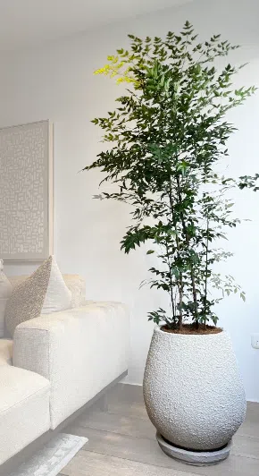 Maceta Gota texturizada beige + Planta Arbolito de la felicidad | 1.80 m.