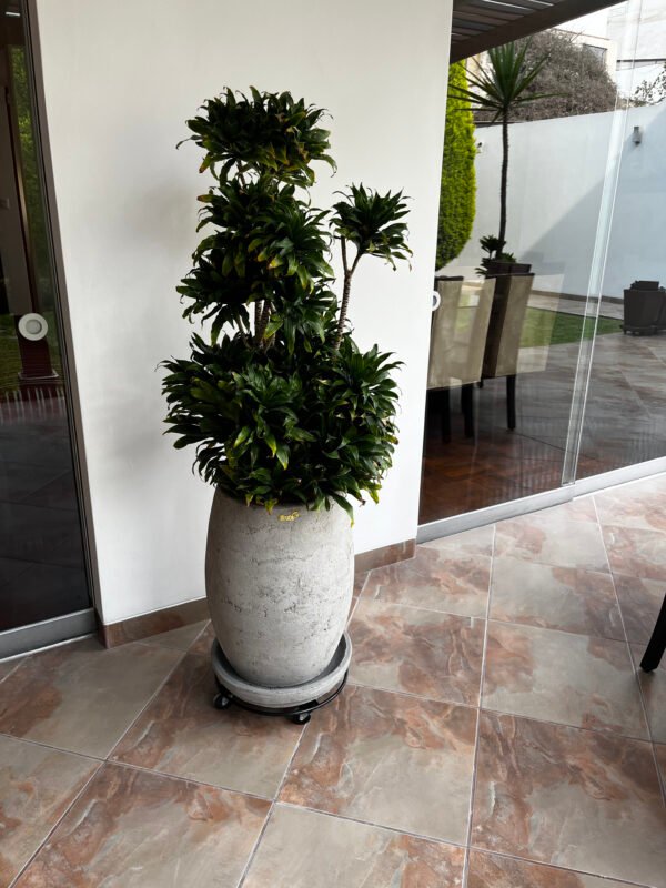 Maceta de concreto Atlanta + Planta Ficus lyrata | 1.20 m. - Imagen 3