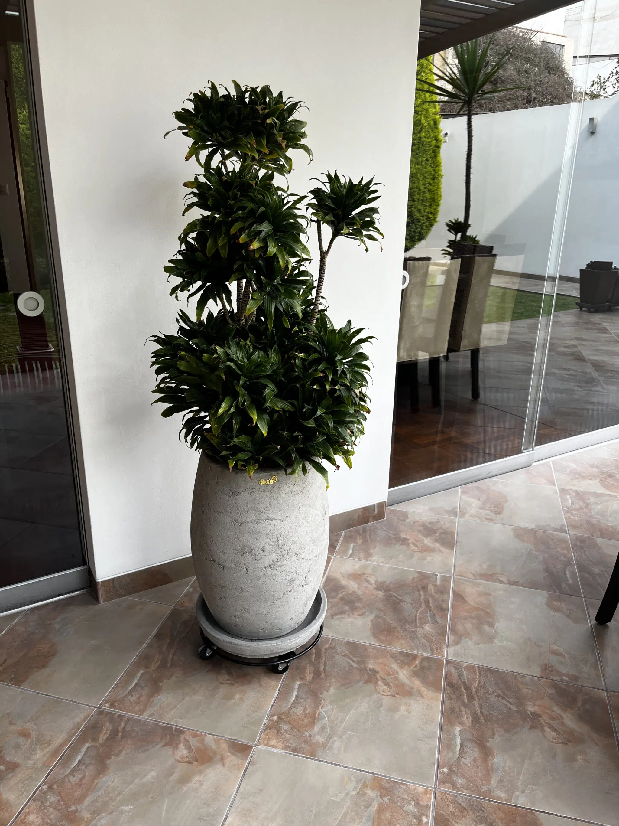 Maceta de concreto Atlanta + Planta Ficus lyrata | 1.20 m. - Imagen 3