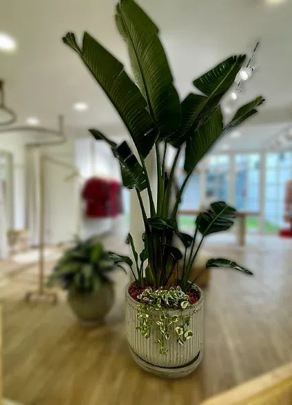 Maceta de concreto Romana + Planta Strelitzia | 1.70 m. - Imagen 3