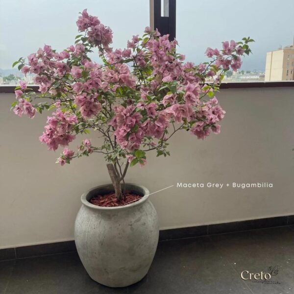 Maceta de concreto Grey + Planta Bugambilia | 1.40 m. - Imagen 2