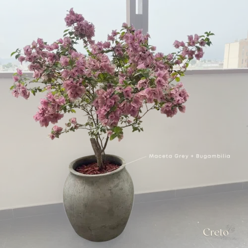 Maceta de concreto Grey + Planta Bugambilia | 1.40 m.