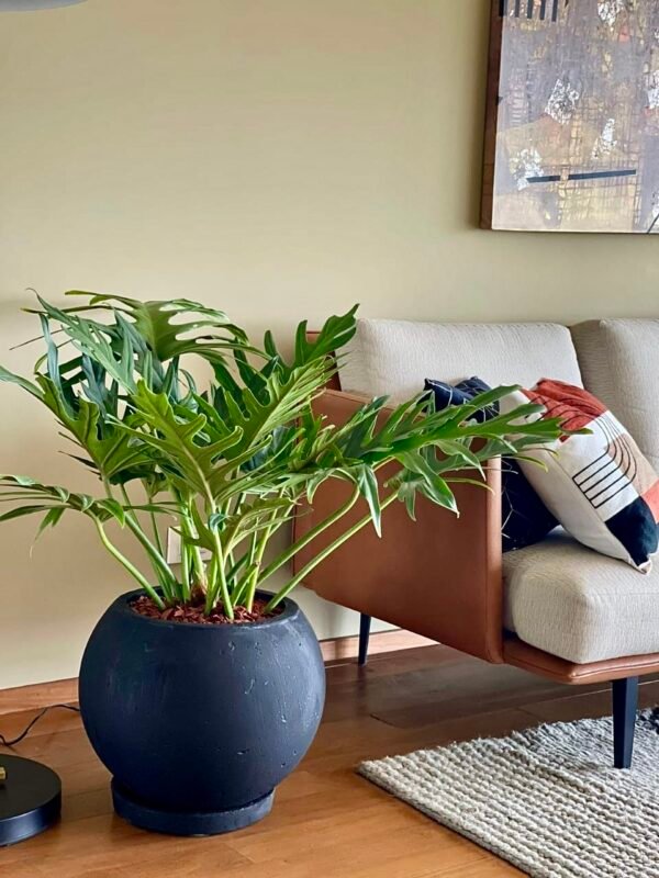Maceta de concreto Esfera negra + Planta Philodendron selloum | 60 cm - Imagen 2