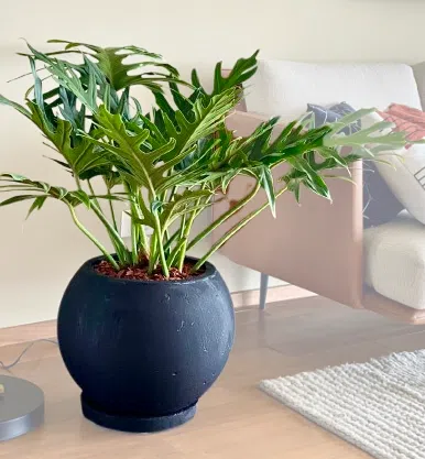 Maceta de concreto Esfera negra + Planta Philodendron selloum | 60 cm