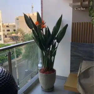Alternative view of Maceta de concreto Calypso (sin rayas) + Planta Strelitzia | 1.50 m.