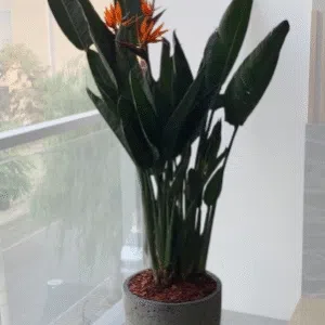 Maceta de concreto Calypso (sin rayas) + Planta Strelitzia | 1.50 m.