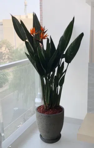Maceta de concreto Calypso (sin rayas) + Planta Strelitzia | 1.50 m.