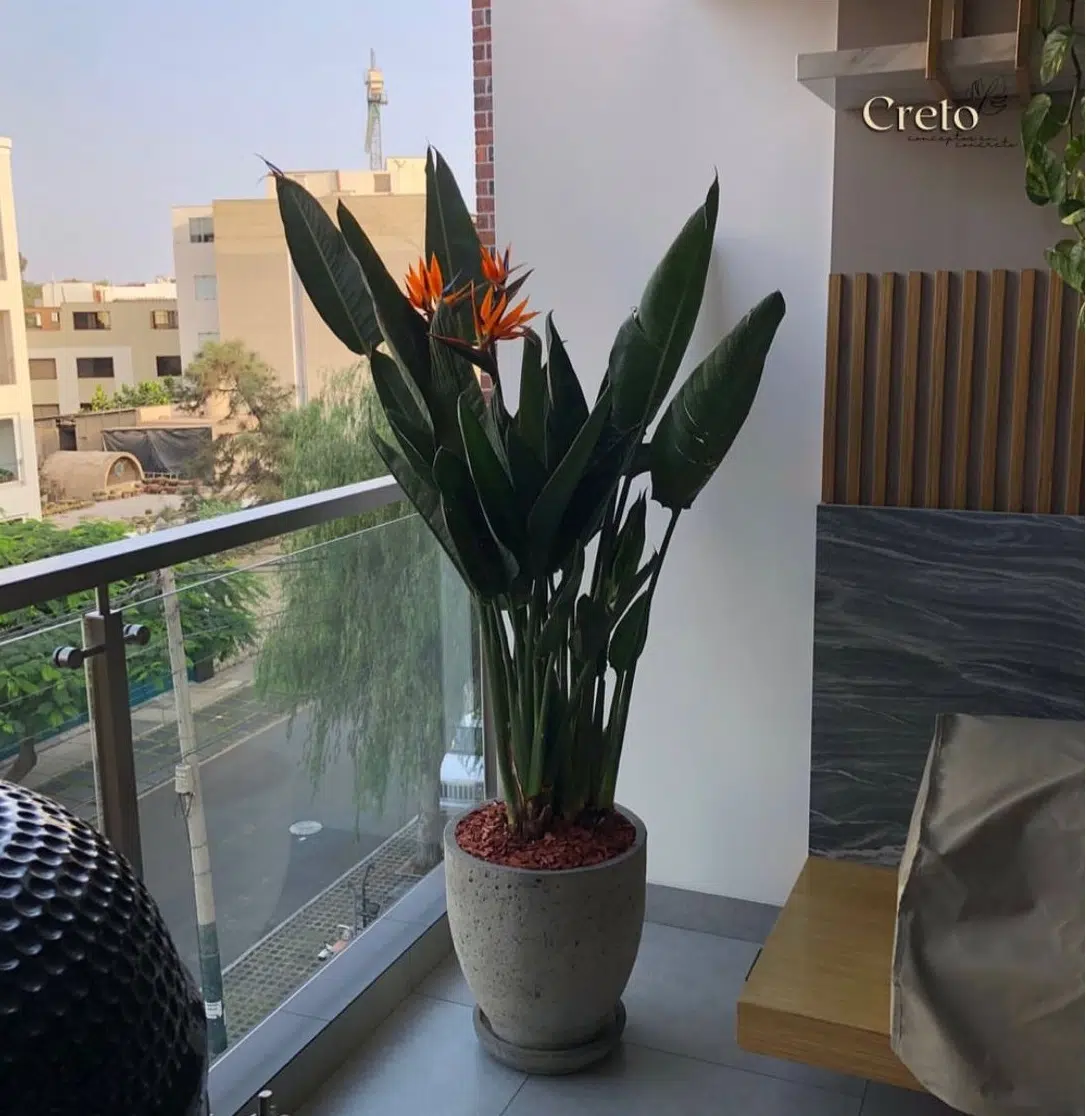 Maceta de concreto Calypso (sin rayas) + Planta Strelitzia | 1.50 m. - Imagen 2