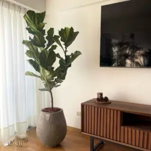 Alternative view of Maceta de concreto Gota + Planta Ficus lyrata | 2 m.