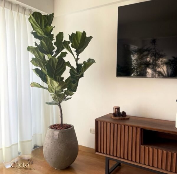 Maceta de concreto Gota + Planta Ficus lyrata | 2 m. - Imagen 2