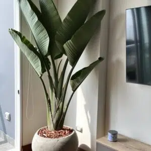 Alternative view of Maceta de concreto Esfera XL + Planta Strelitzia gigante | 2.20 m.
