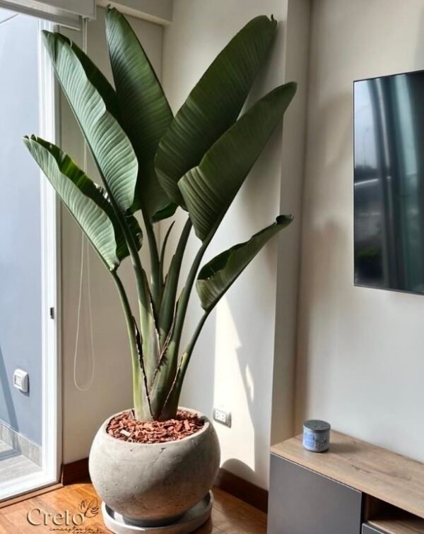 Maceta de concreto Esfera XL + Planta Strelitzia gigante | 2.20 m. - Imagen 2