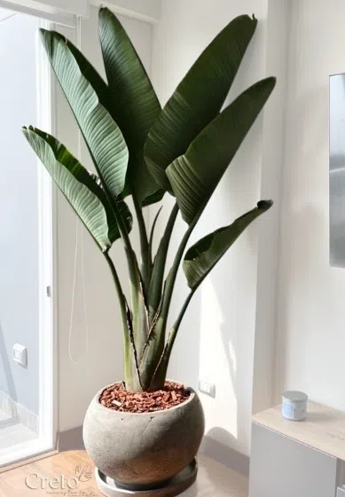 Maceta de concreto Esfera XL + Planta Strelitzia gigante | 2.20 m.