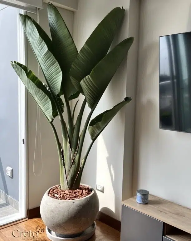 Maceta de concreto Esfera XL + Planta Strelitzia gigante | 2.20 m. - Imagen 2