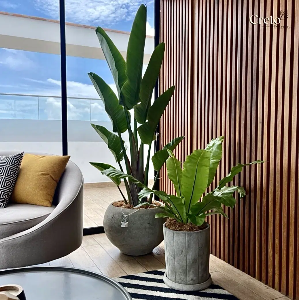 Maceta de concreto Esfera XL + Planta Strelitzia gigante | 2.20 m. - Imagen 3