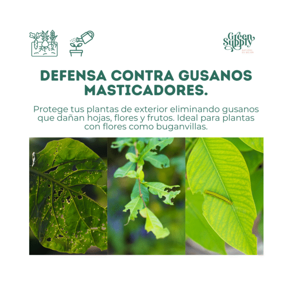 Elimina Gusanos | 100Gr. - Imagen 2