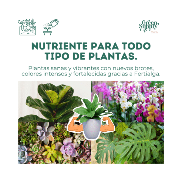 Bioestimulante FertiAlga | 1L - Imagen 2