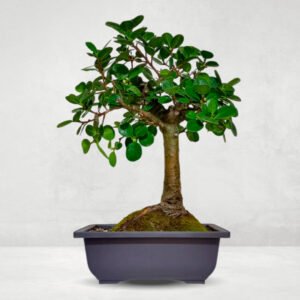 Bonsai Ficus Panda | 12 años