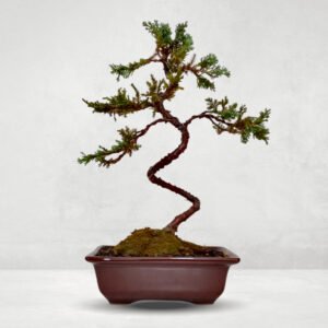 Bonsai Junipero Squamata | 4 años