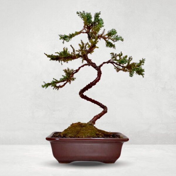 Bonsai Junipero Squamata | 4 años
