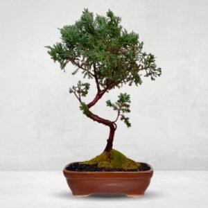 Bonsai Junipero Virgineana | 4 años
