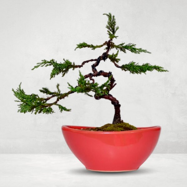Bonsai Junipero Virgineana | 3 años