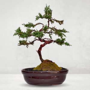 Bonsai Junipero Pfitzeriana | 4 años