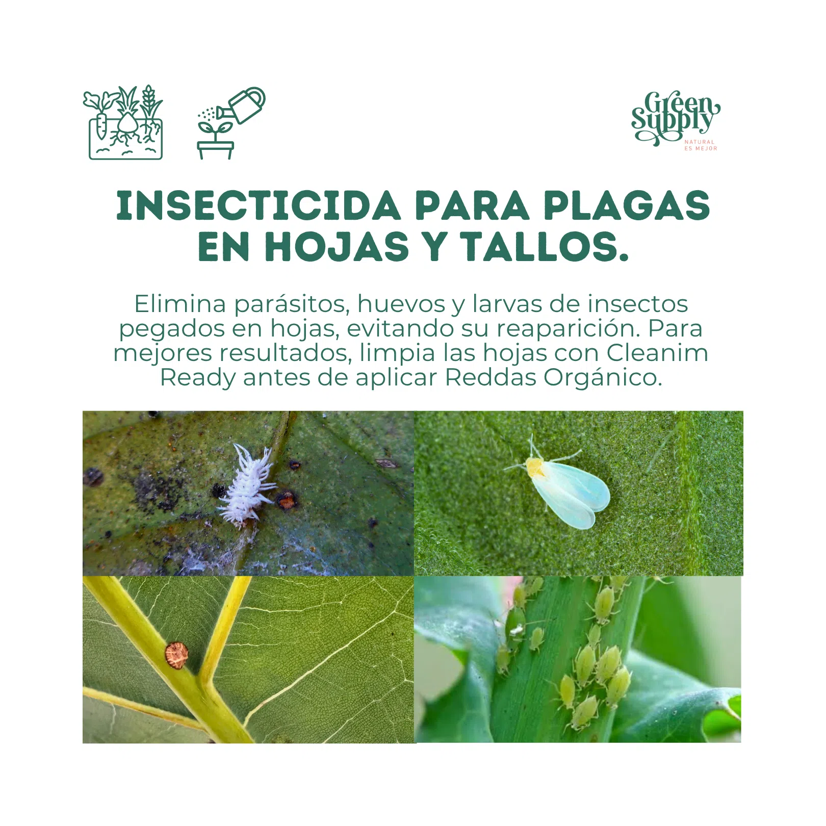 Insecticida REDDAS | 1L - Imagen 2