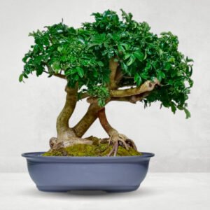 Bonsai Schefflera Taiwanesa | 15 años