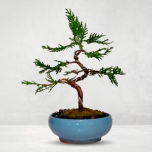 Arbol de la Vida | 2 años