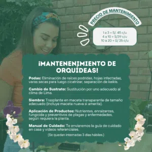 Mantenimiento de Orquídeas - 4 a 10 und