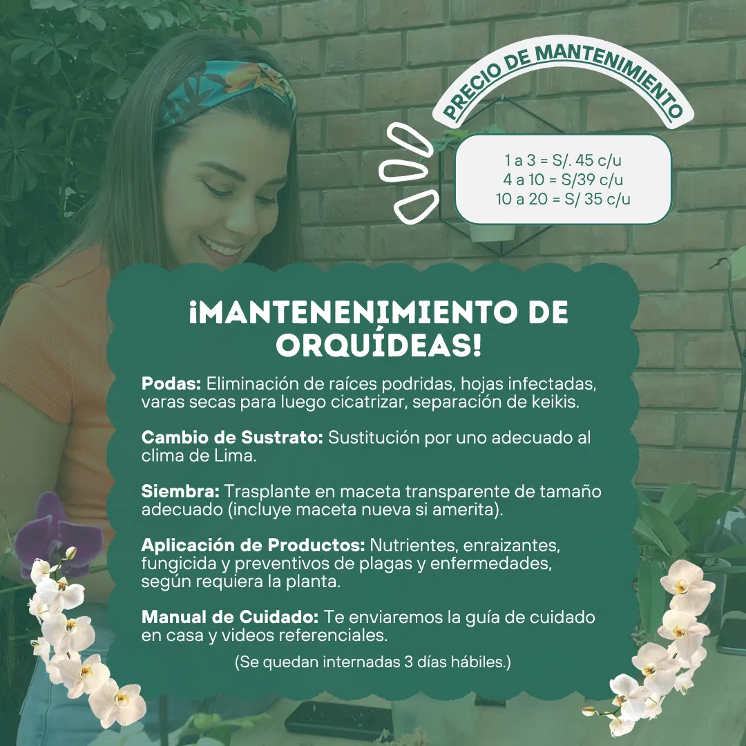Mantenimiento de Orquídeas