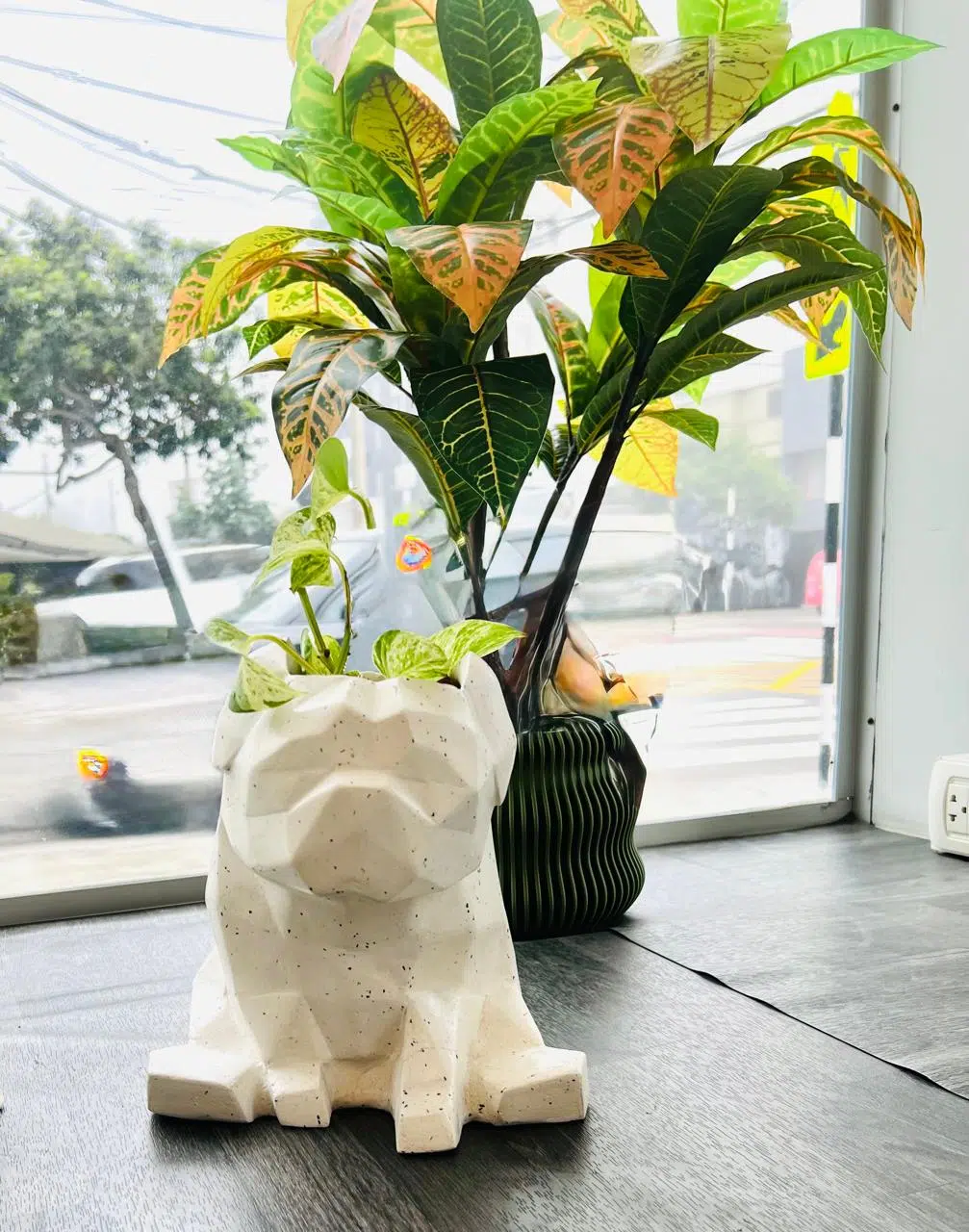 Maceta Pet Friendly Pug + Suculenta 24cm - Imagen 4