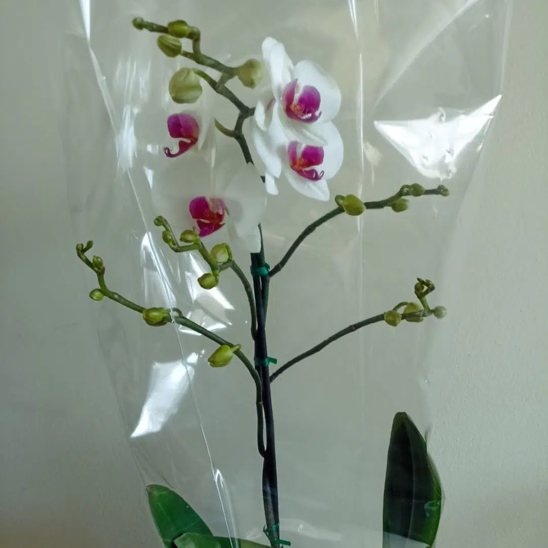 Orquidea