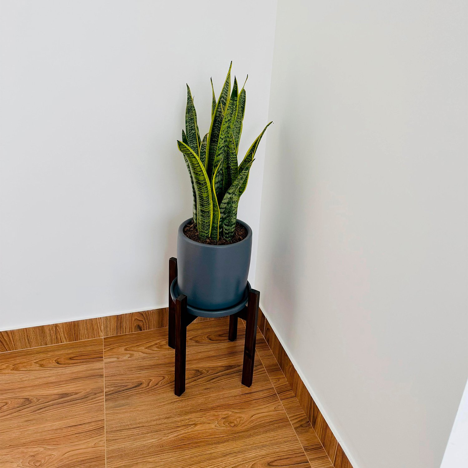 Lengua de suegra / Sansevieria + Maceta gris | 1.2mts - Imagen 3