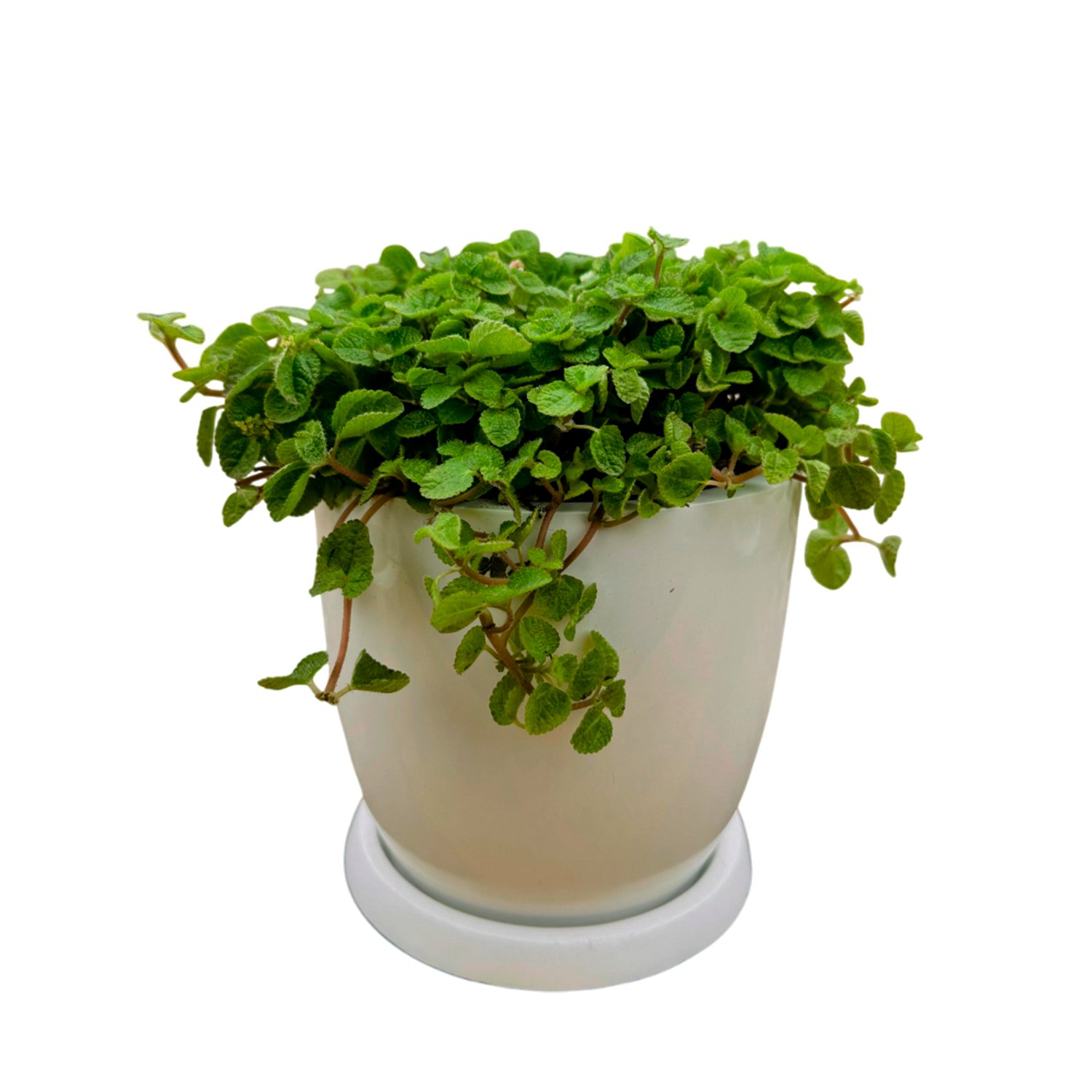 Set de 3 plantas pequeñas en maceta Huevo de fibra | 20cms - Imagen 4