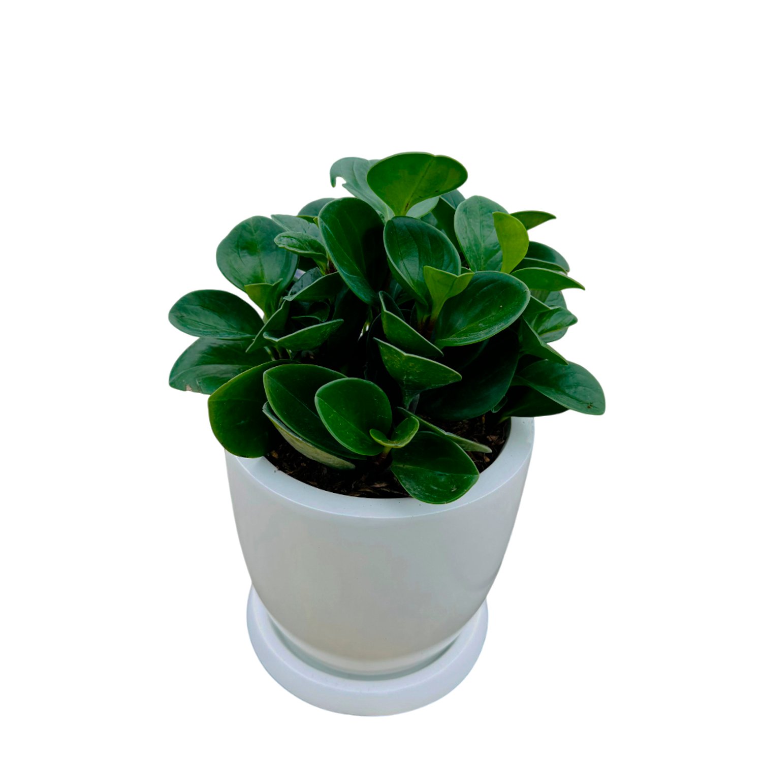 Set de 3 plantas pequeñas en maceta Huevo de fibra | 20cms - Imagen 3