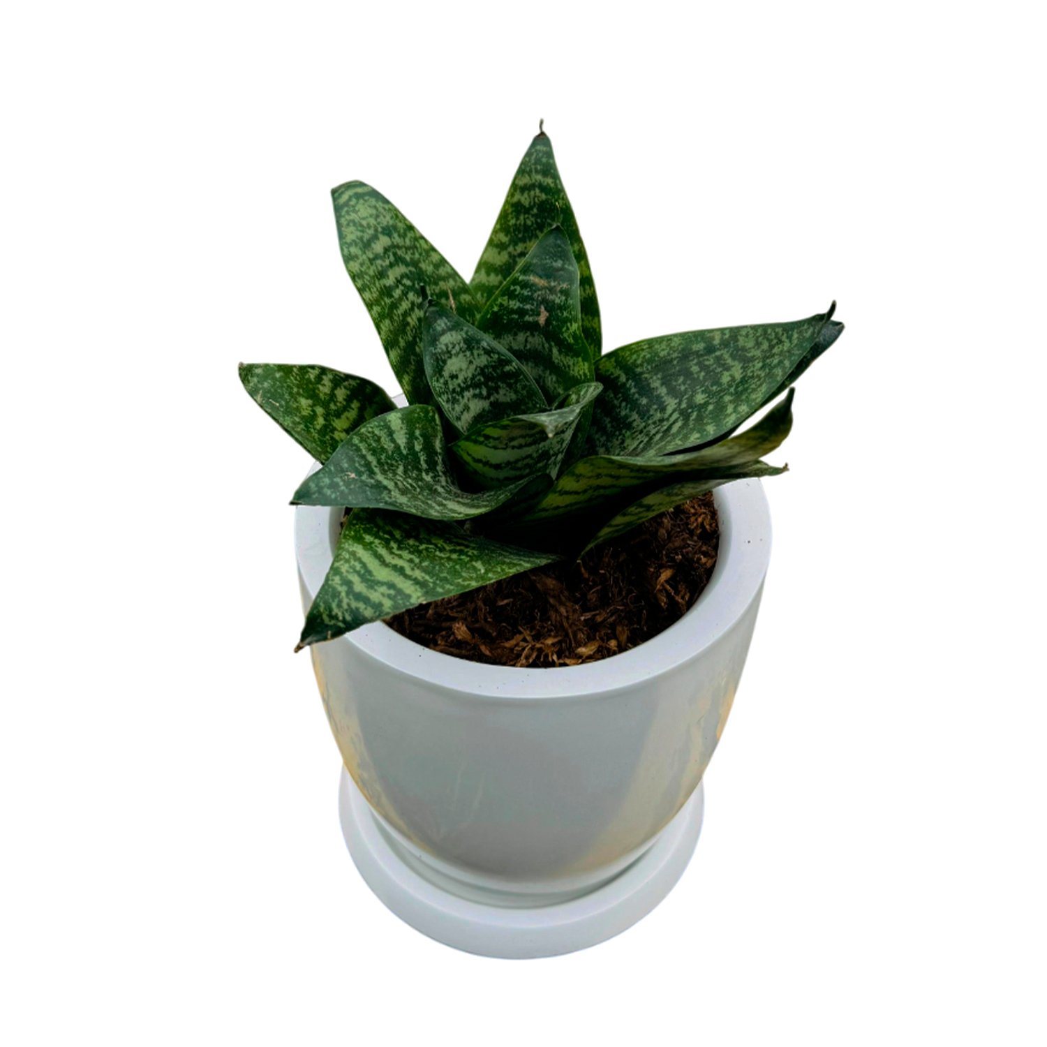 Set de 3 plantas pequeñas en maceta Huevo de fibra | 20cms - Imagen 5