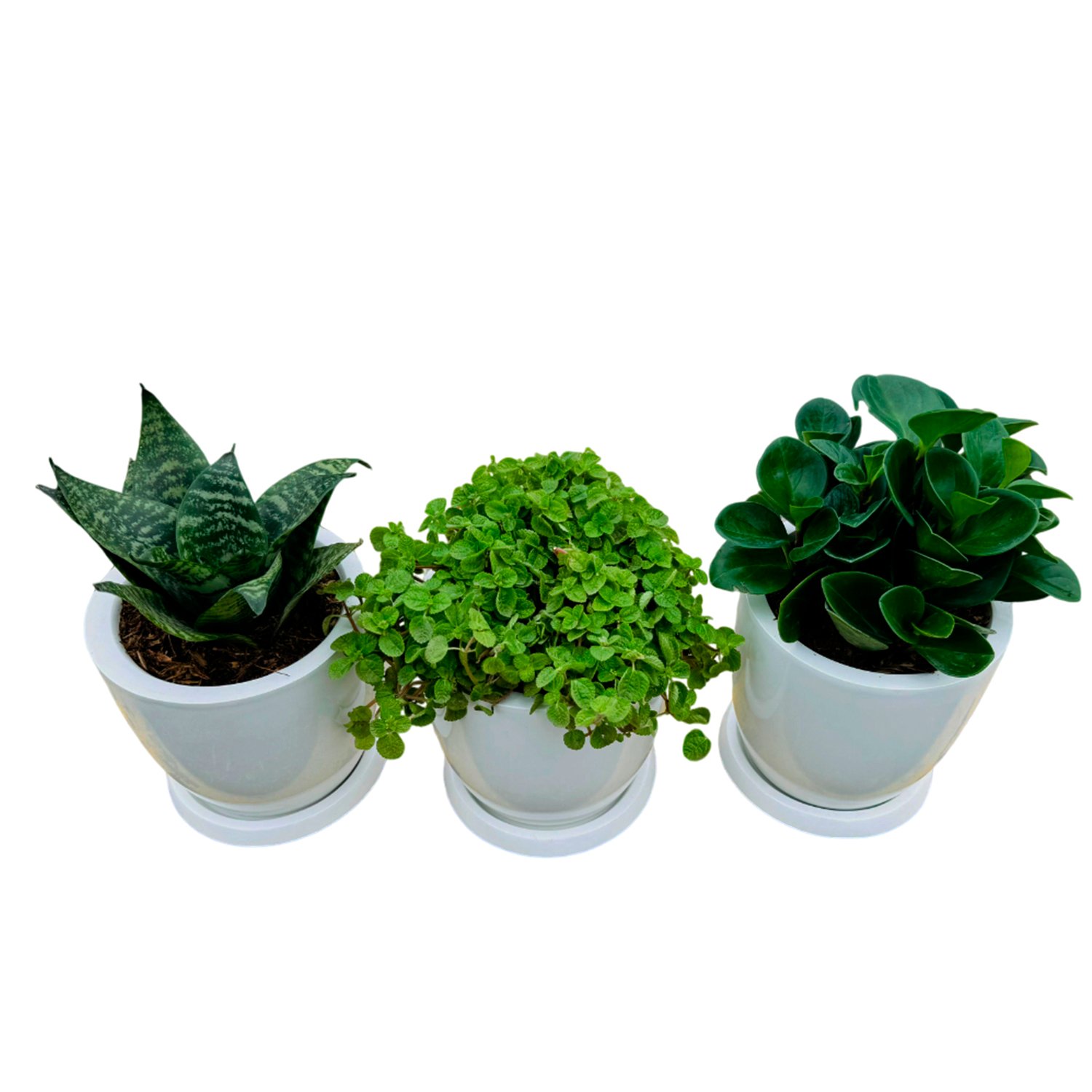 Set de 3 plantas pequeñas en maceta Huevo de fibra | 20cms - Imagen 2