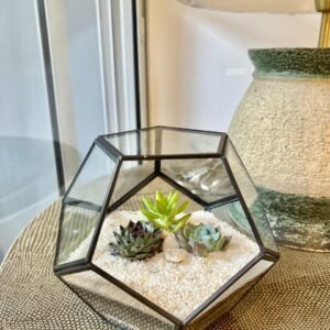 Alternative view of Terrario Tropical Abstract M | 15cm
