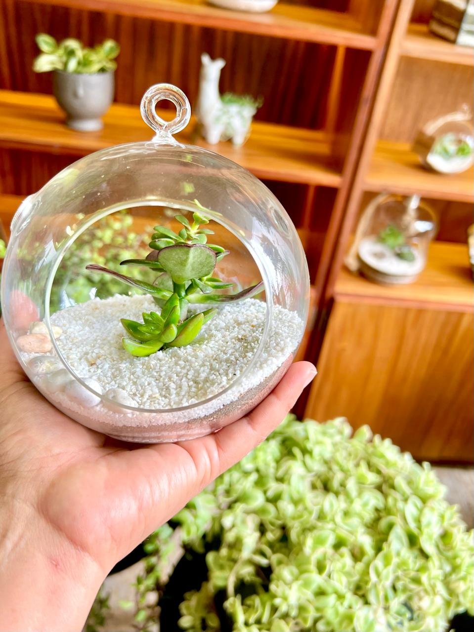 Terrario Tropical Berna Grande | 19,5 cm - Imagen 5