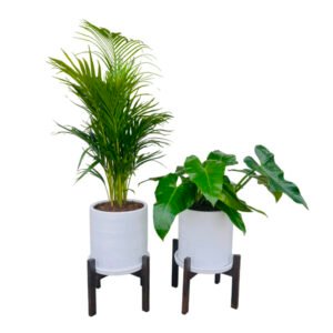 Combo 2: 2 Plantas Palmera Hawaiana y Oreja de elefante + 2 Macetas + 2 Pedestales | 1.50 mts